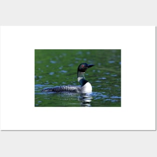 Long neck Loon - Common Loon Posters and Art